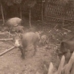 schweine